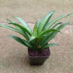 CGASPL Sansevieria Hybria Lilliput Plant 9 CGASPL Sansevieria Hybria Lilliput Plant