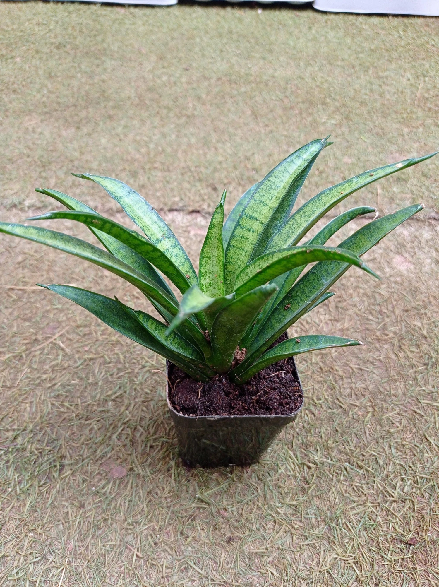 CGASPL Sansevieria Hybria Lilliput Plant 6 CGASPL Sansevieria Hybria Lilliput Plant