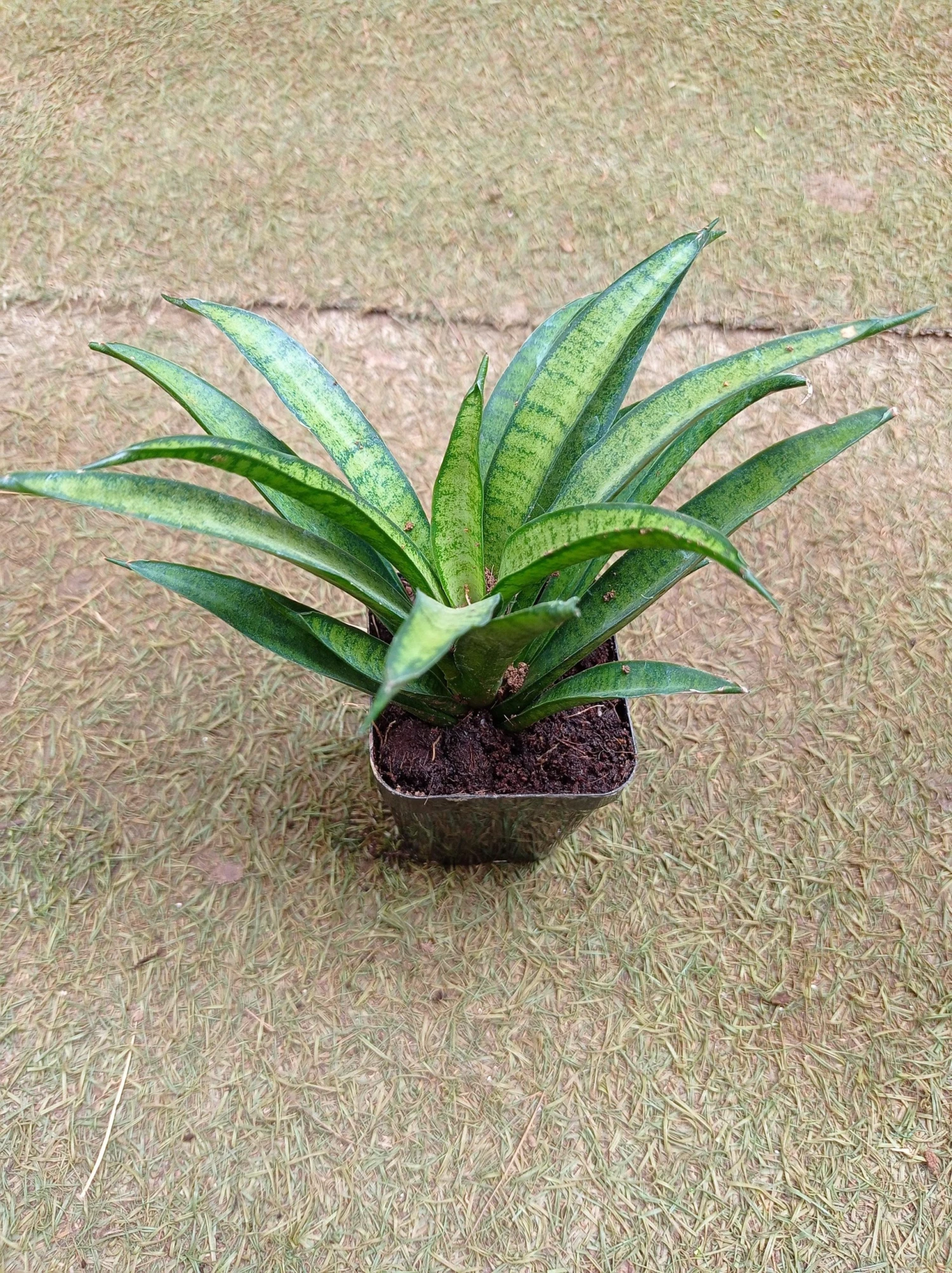 CGASPL Sansevieria Hybria Lilliput Plant 4 CGASPL Sansevieria Hybria Lilliput Plant