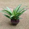 CGASPL Sansevieria Hybria Lilliput Plant