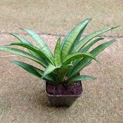 CGASPL Sansevieria Hybria Lilliput Plant