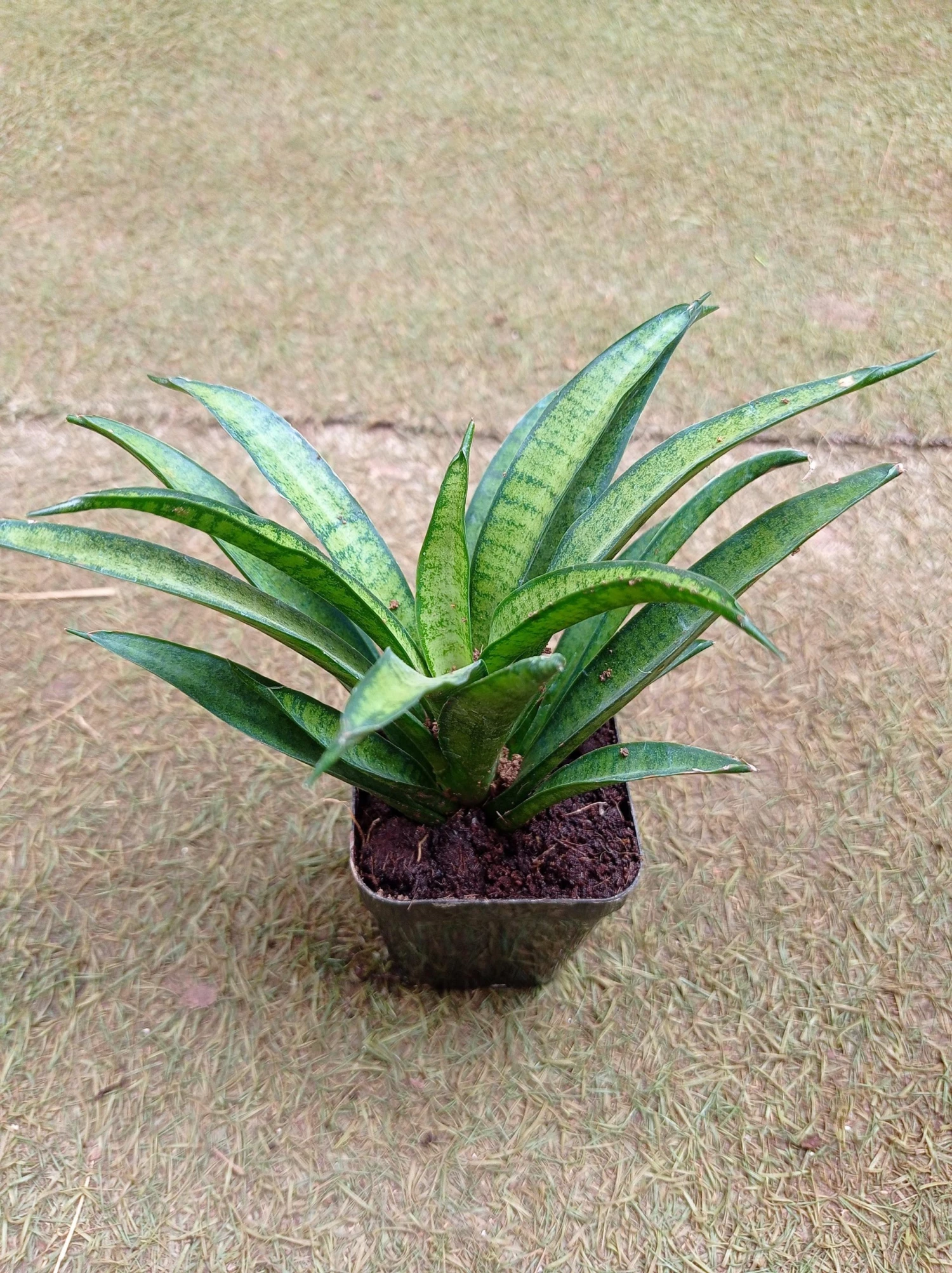 CGASPL Sansevieria Hybria Lilliput Plant 3 CGASPL Sansevieria Hybria Lilliput Plant