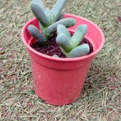 CGASPL Delosperma Lehmannii Succulent Small Plant Plants 13 CGASPL Delosperma Lehmannii Succulent Small Plant Plants