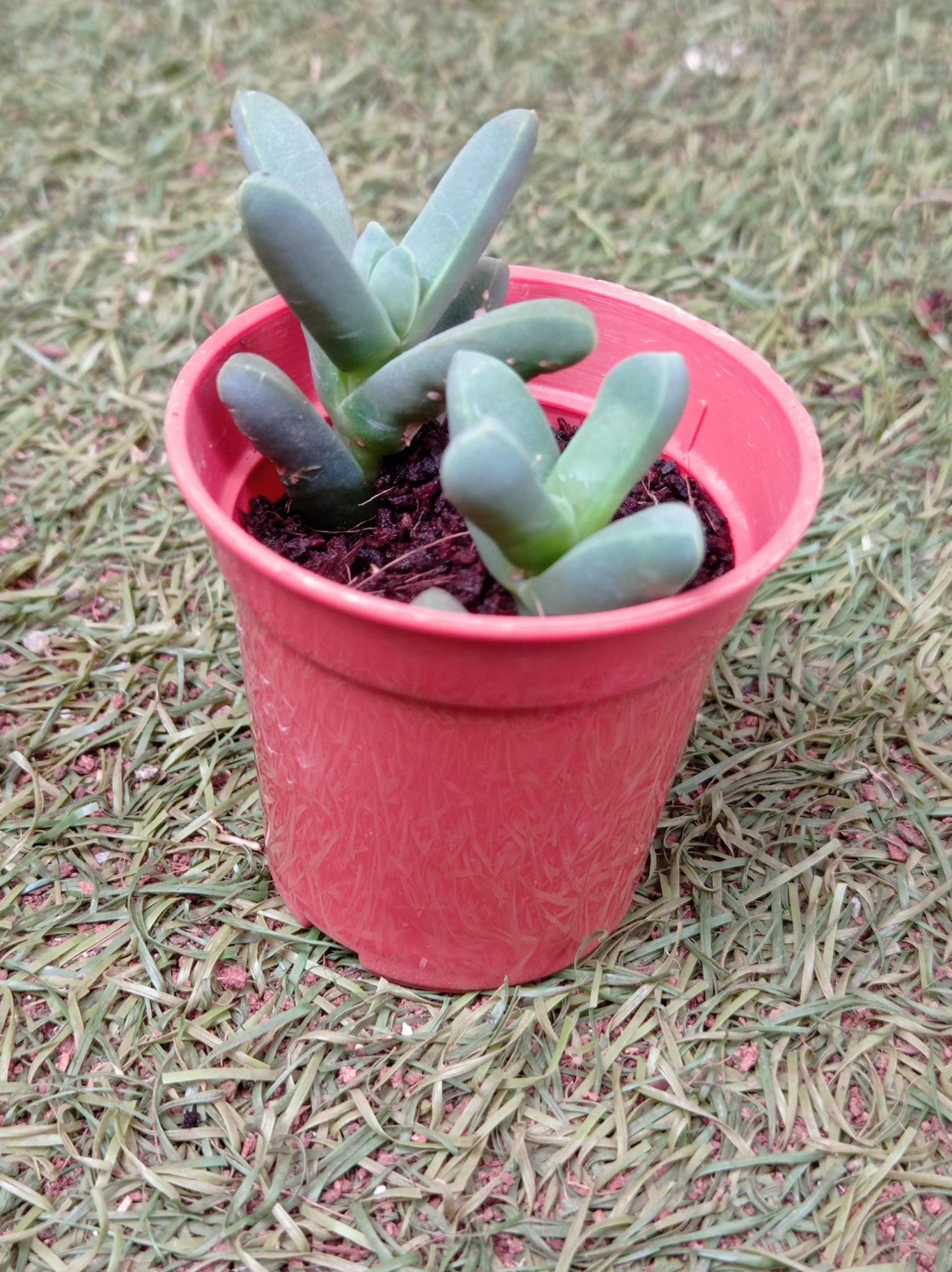 CGASPL Delosperma Lehmannii Succulent Small Plant Plants 8 CGASPL Delosperma Lehmannii Succulent Small Plant Plants