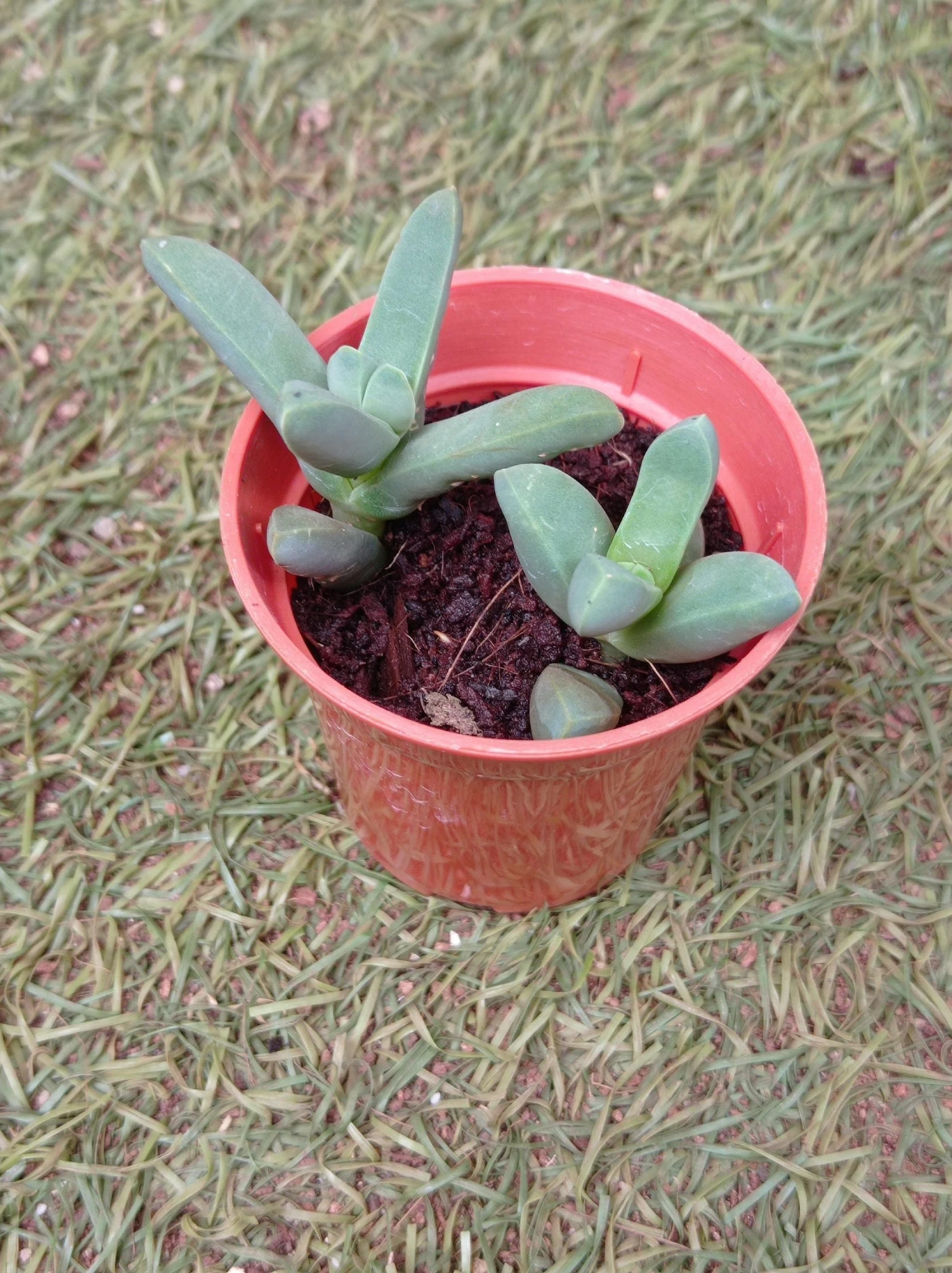 CGASPL Delosperma Lehmannii Succulent Small Plant Plants 7 CGASPL Delosperma Lehmannii Succulent Small Plant Plants