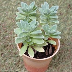 CGASPL Coleus Coerulescens Small Succulent Plant