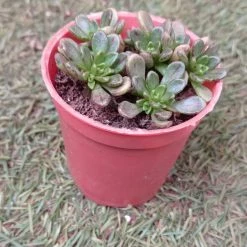 CGASPL Aeonium Sedifolium Small Succulent Plant