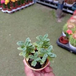 CGASPL Coleus Coerulescens Small Succulent Plant