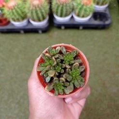 CGASPL Aeonium Sedifolium Small Succulent Plant