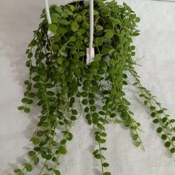 CGASPL Dischidia Nummularia Green Plant