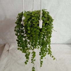 CGASPL Dischidia Nummularia Green Plant