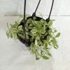 CGASPL Other Hanging Plants Dischidia Varigated Plant