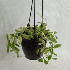 CGASPL Other Hanging Plants Dischidia Varigated Plant