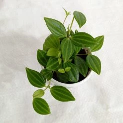 CGASPL Peperomia Angulata Plants