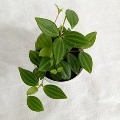CGASPL Peperomia Angulata Plants