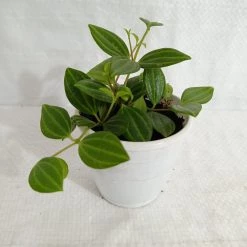 CGASPL Peperomia Angulata Plants