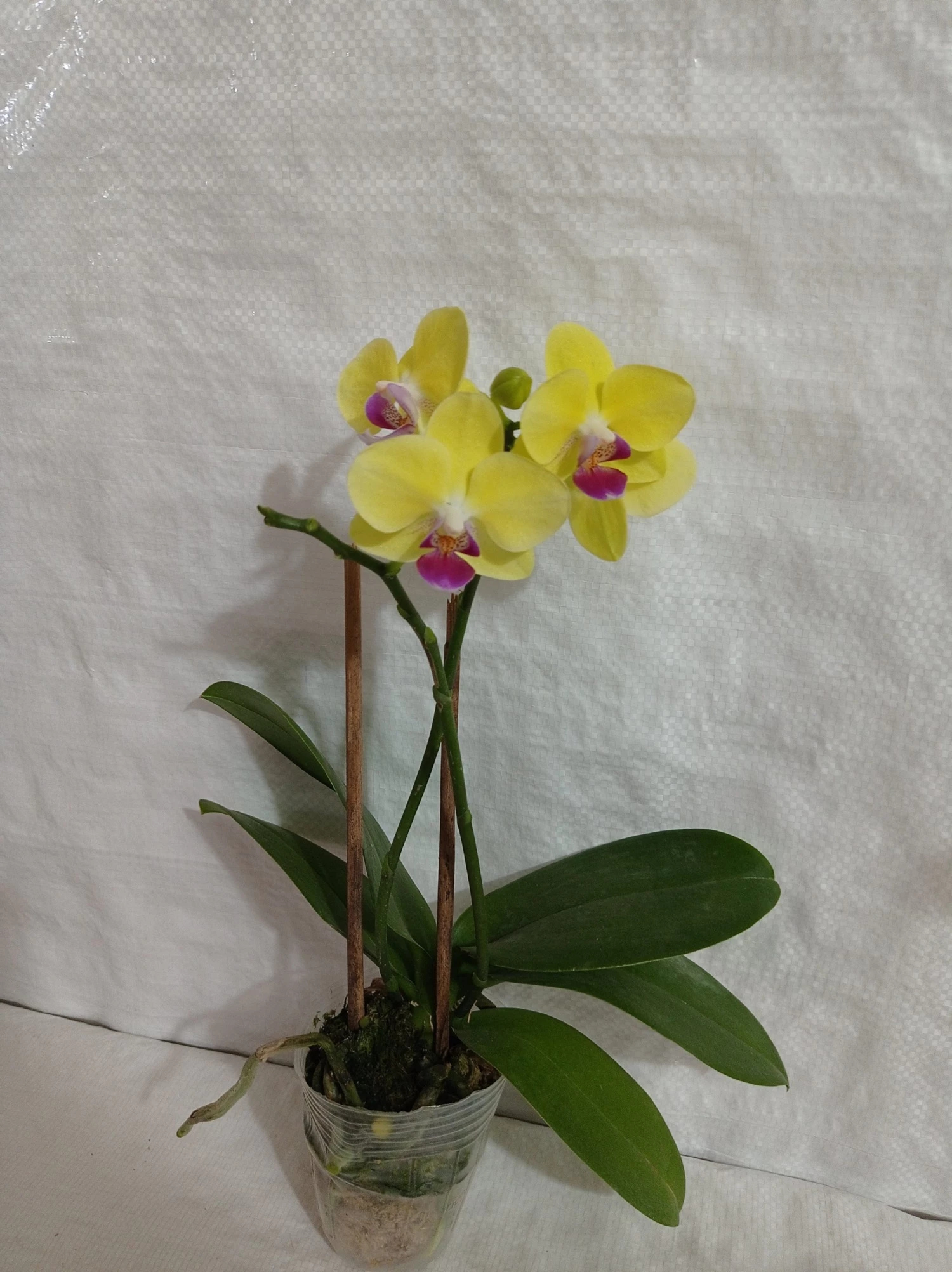 CGASPL Plants Phalaenopsis Orchid Live Plant 5 CGASPL Plants Phalaenopsis Orchid Live Plant