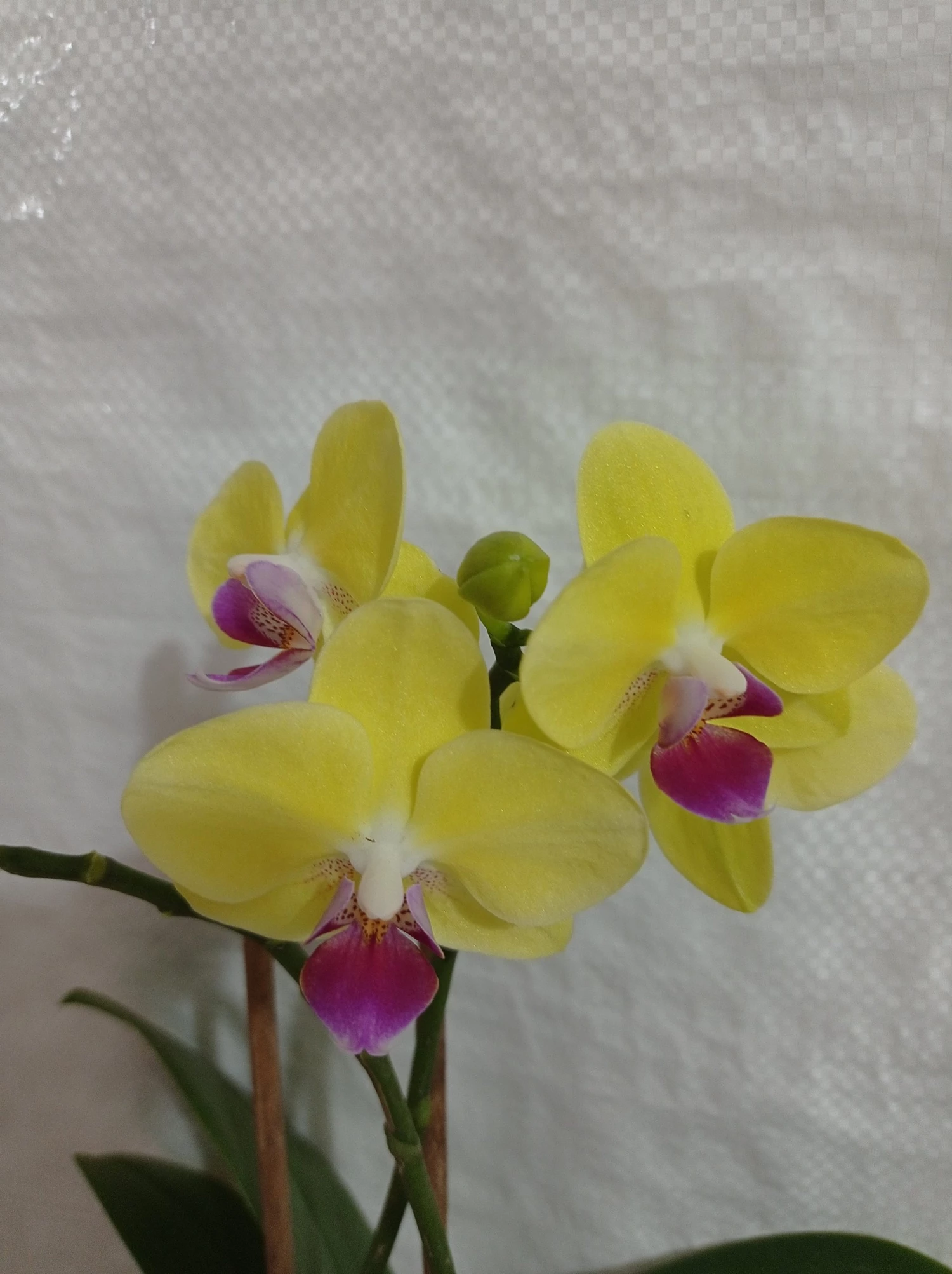 CGASPL Plants Phalaenopsis Orchid Live Plant 4 CGASPL Plants Phalaenopsis Orchid Live Plant
