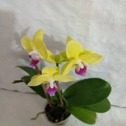 CGASPL Plants Phalaenopsis Orchid Live Plant 10 CGASPL Plants Phalaenopsis Orchid Live Plant