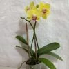 CGASPL Plants Phalaenopsis Orchid Live Plant