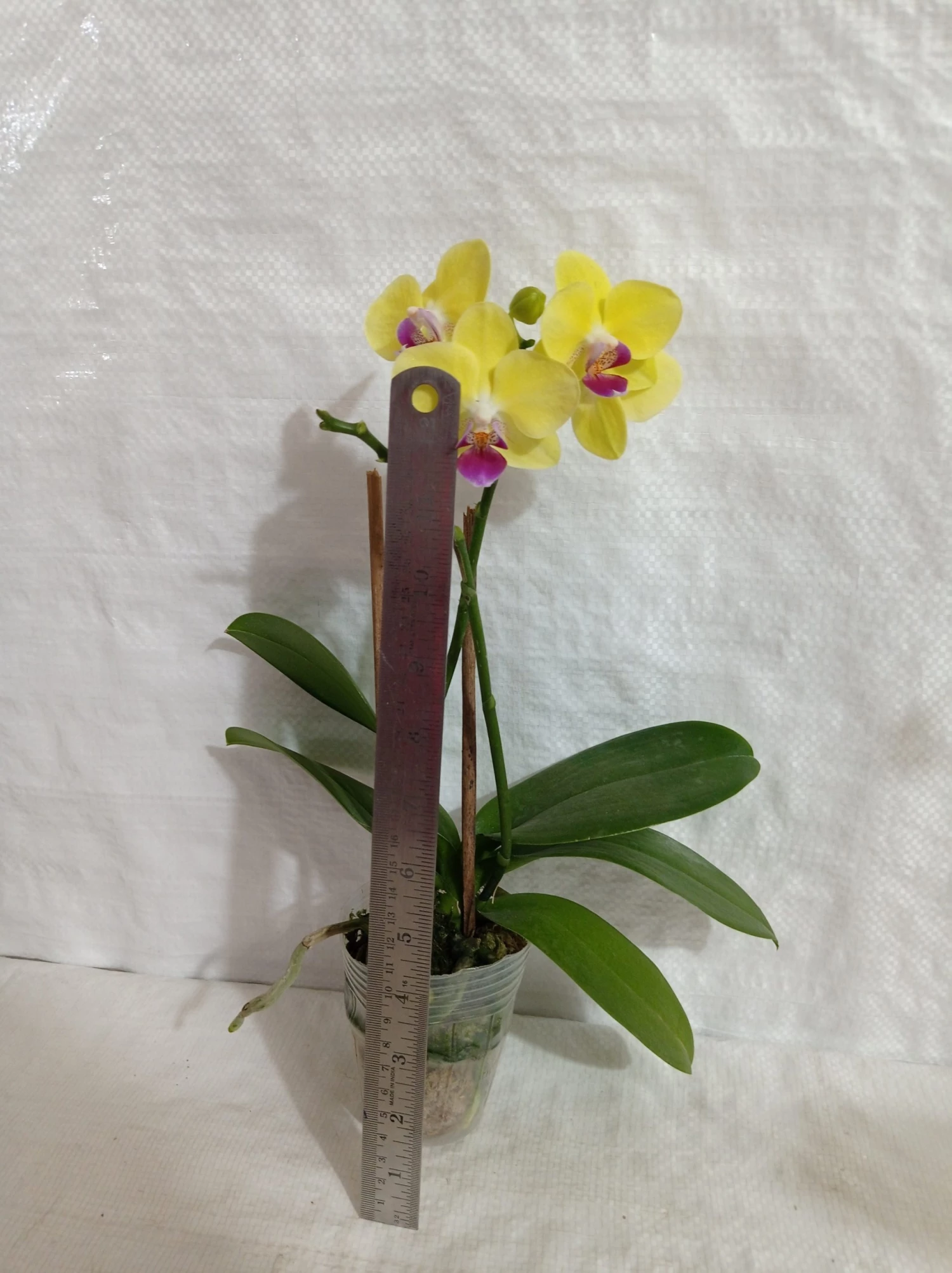 CGASPL Plants Phalaenopsis Orchid Live Plant 7 CGASPL Plants Phalaenopsis Orchid Live Plant
