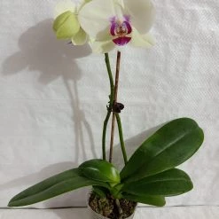 CGASPL Plants Phalaenopsis Orchid Live Plant Yellow Color 10 CGASPL Plants Phalaenopsis Orchid Live Plant Yellow Color