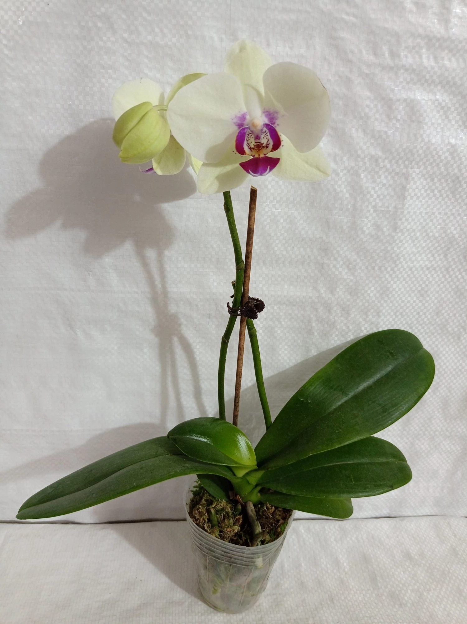 CGASPL Plants Phalaenopsis Orchid Live Plant Yellow Color 6 CGASPL Plants Phalaenopsis Orchid Live Plant Yellow Color