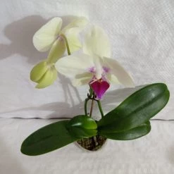 CGASPL Plants Phalaenopsis Orchid Live Plant Yellow Color