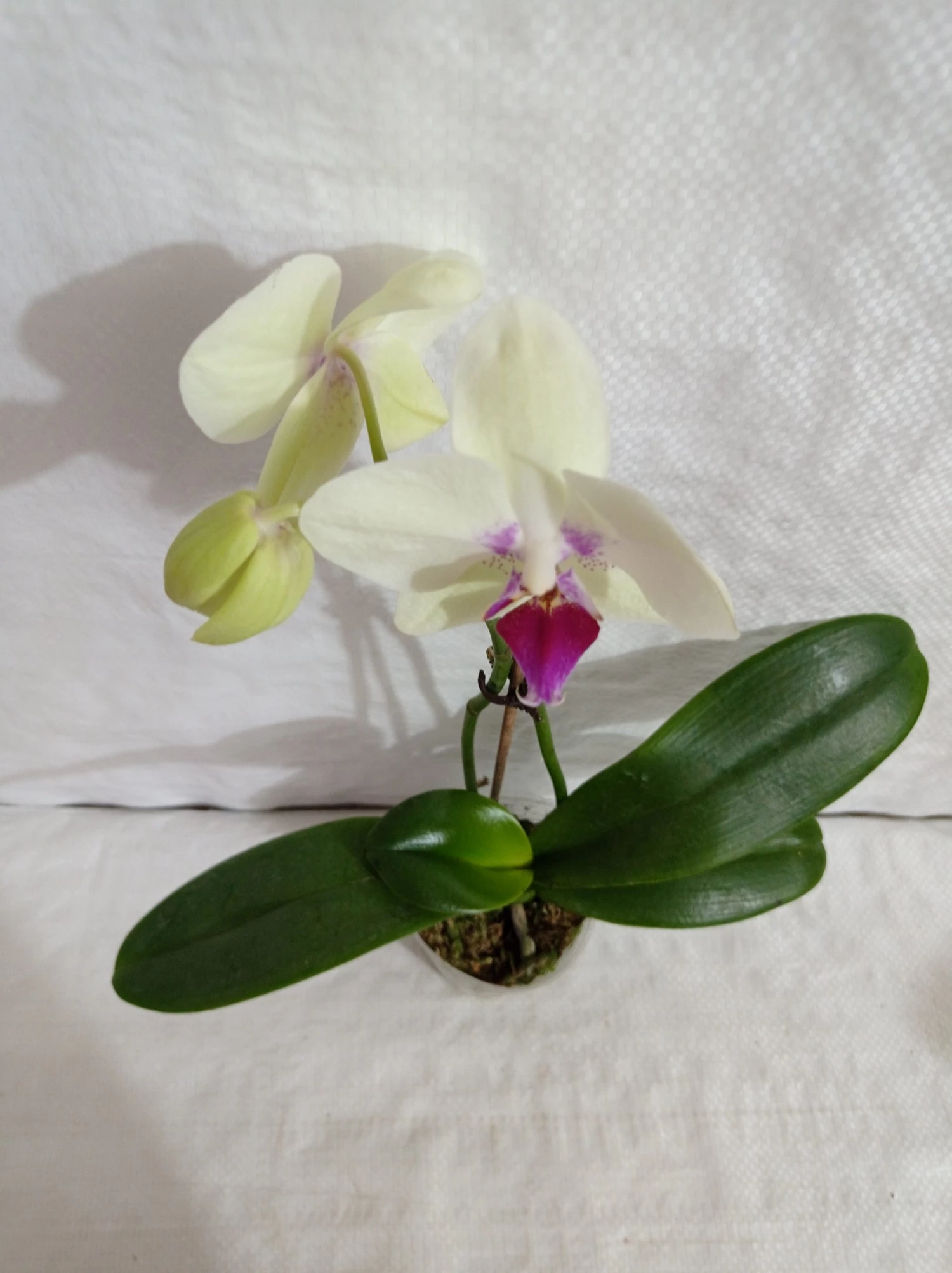 CGASPL Plants Phalaenopsis Orchid Live Plant Yellow Color 4 CGASPL Plants Phalaenopsis Orchid Live Plant Yellow Color