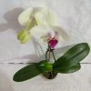 CGASPL Plants Phalaenopsis Orchid Live Plant Yellow Color 1 CGASPL Plants Phalaenopsis Orchid Live Plant Yellow Color