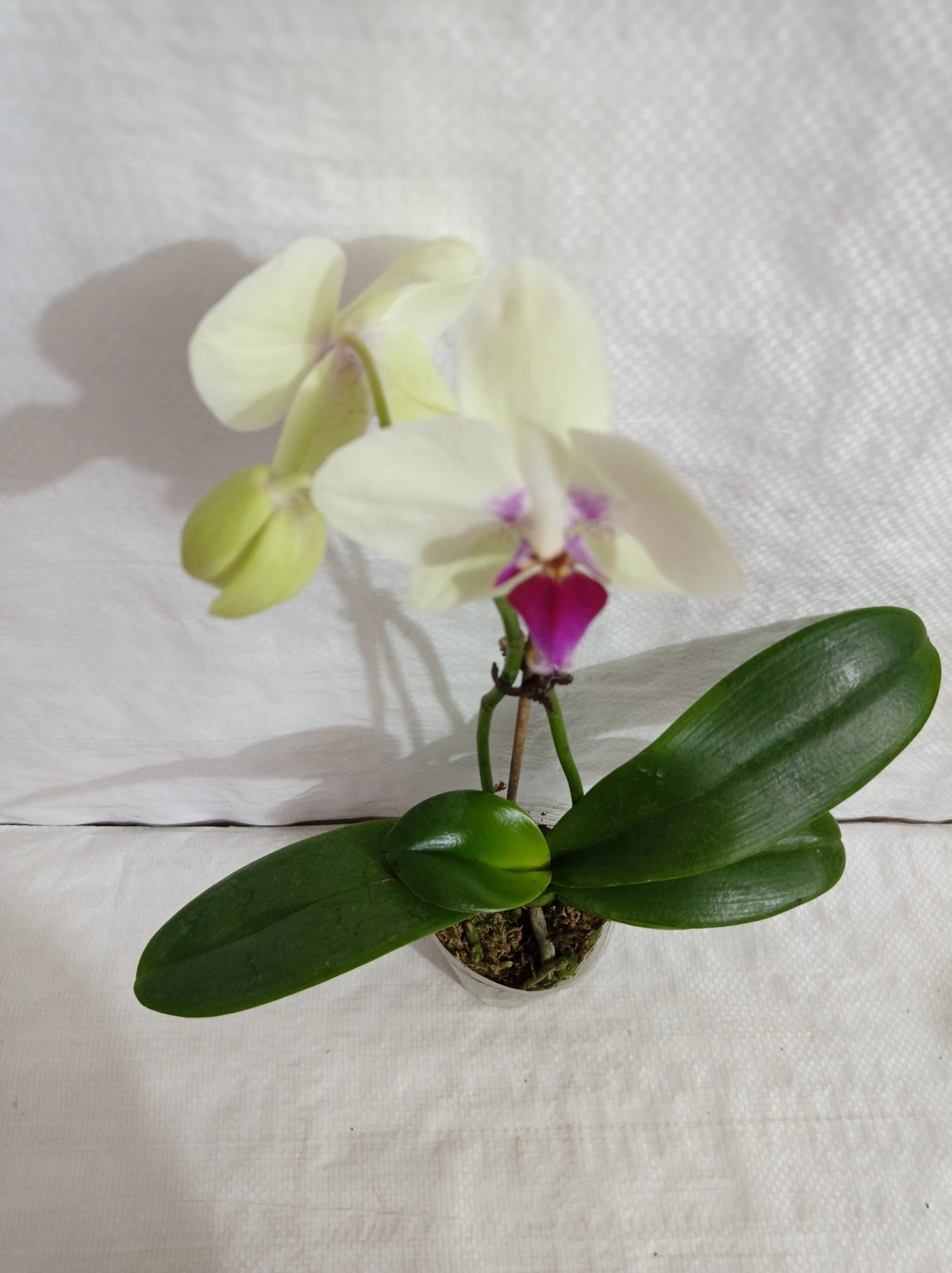 CGASPL Plants Phalaenopsis Orchid Live Plant Yellow Color 3 CGASPL Plants Phalaenopsis Orchid Live Plant Yellow Color