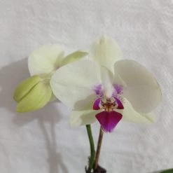 CGASPL Plants Phalaenopsis Orchid Live Plant Yellow Color 9 CGASPL Plants Phalaenopsis Orchid Live Plant Yellow Color