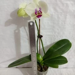 CGASPL Plants Phalaenopsis Orchid Live Plant Yellow Color 11 CGASPL Plants Phalaenopsis Orchid Live Plant Yellow Color