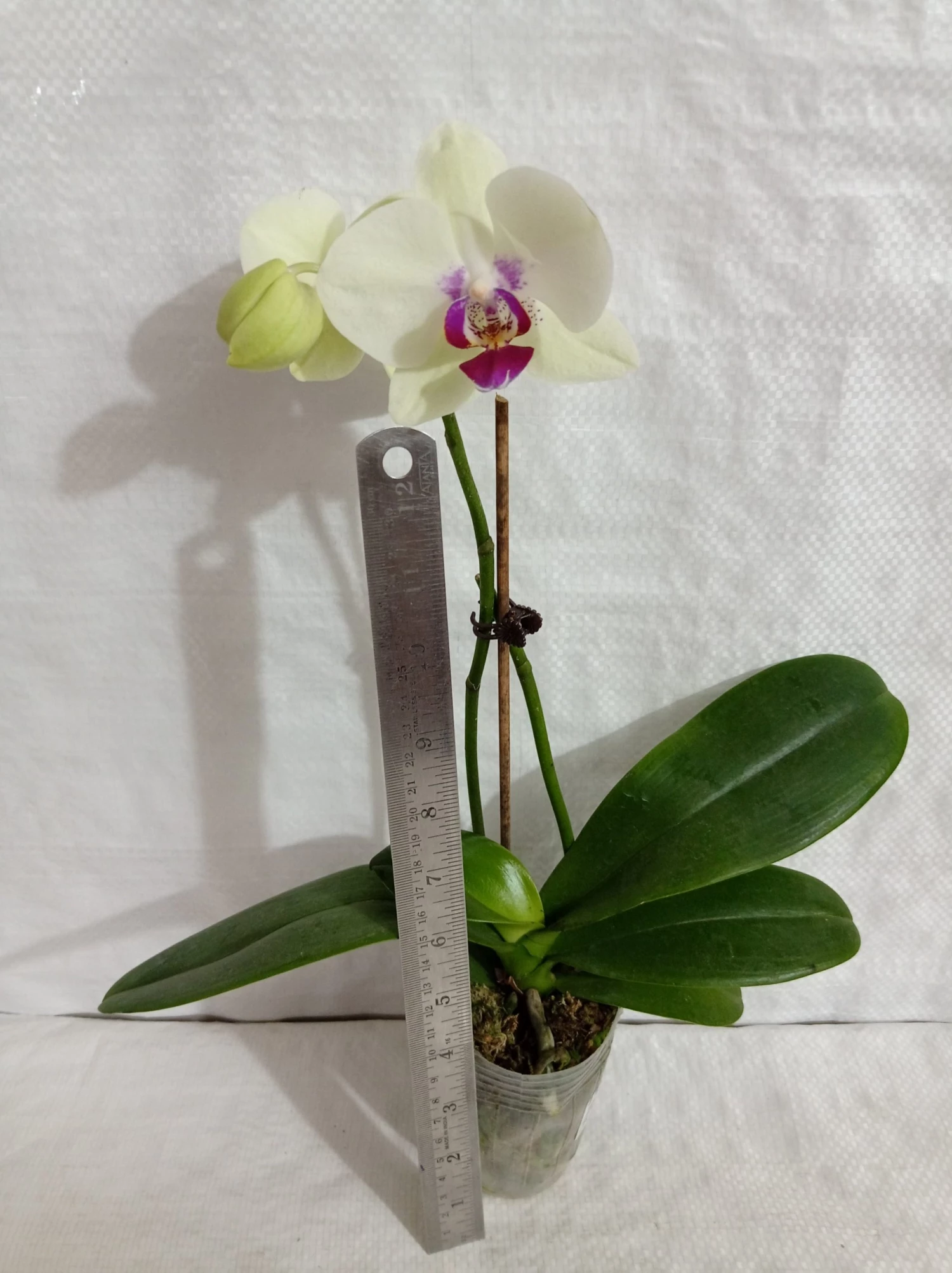 CGASPL Plants Phalaenopsis Orchid Live Plant Yellow Color 7 CGASPL Plants Phalaenopsis Orchid Live Plant Yellow Color