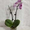 CGASPL Phalaenopsis Orchid Live Plant - Purple Color 2 CGASPL Phalaenopsis Orchid Live Plant - Purple Color