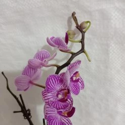 CGASPL Phalaenopsis Orchid Live Plant - Purple Color