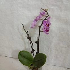 CGASPL Phalaenopsis Orchid Live Plant - Purple Color