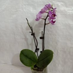 CGASPL Phalaenopsis Orchid Live Plant - Purple Color