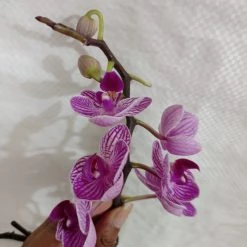 CGASPL Phalaenopsis Orchid Live Plant - Purple Color