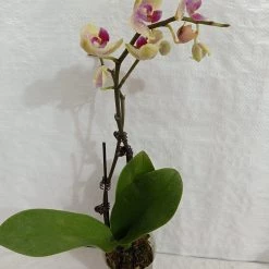 CGASPL Plants Phalaenopsis Orchid Live Plant - Bi Color Pink Plant 8 CGASPL Plants Phalaenopsis Orchid Live Plant - Bi Color Pink Plant