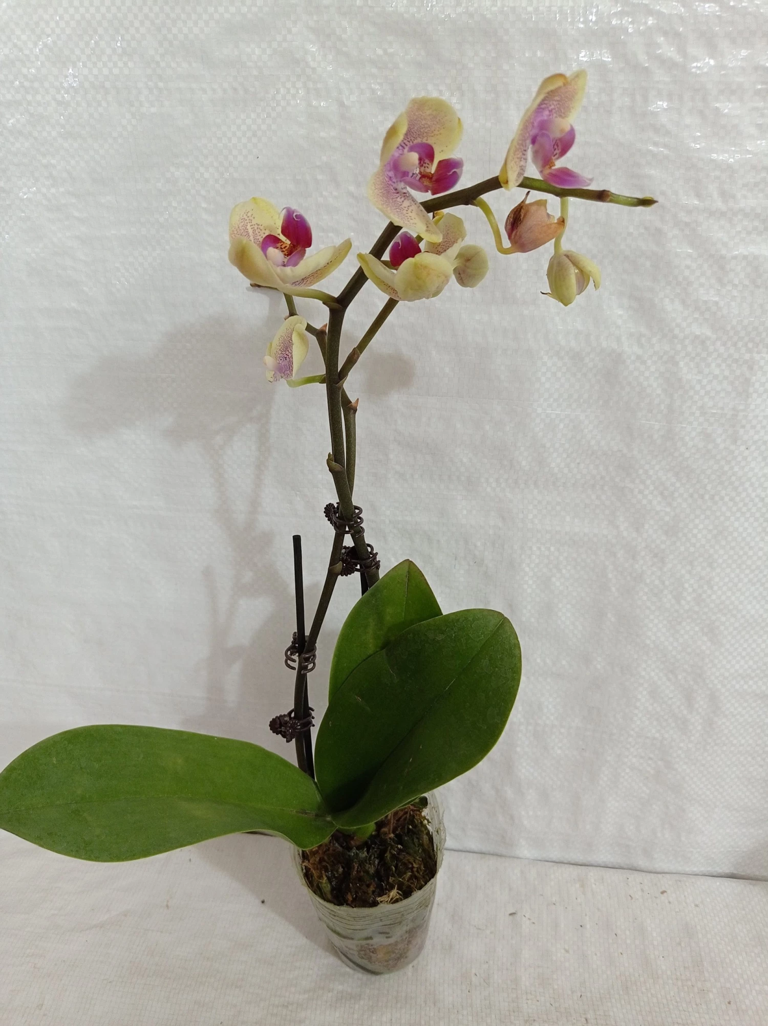 CGASPL Plants Phalaenopsis Orchid Live Plant - Bi Color Pink Plant 5 CGASPL Plants Phalaenopsis Orchid Live Plant - Bi Color Pink Plant