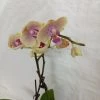 CGASPL Plants Phalaenopsis Orchid Live Plant - Bi Color Pink Plant
