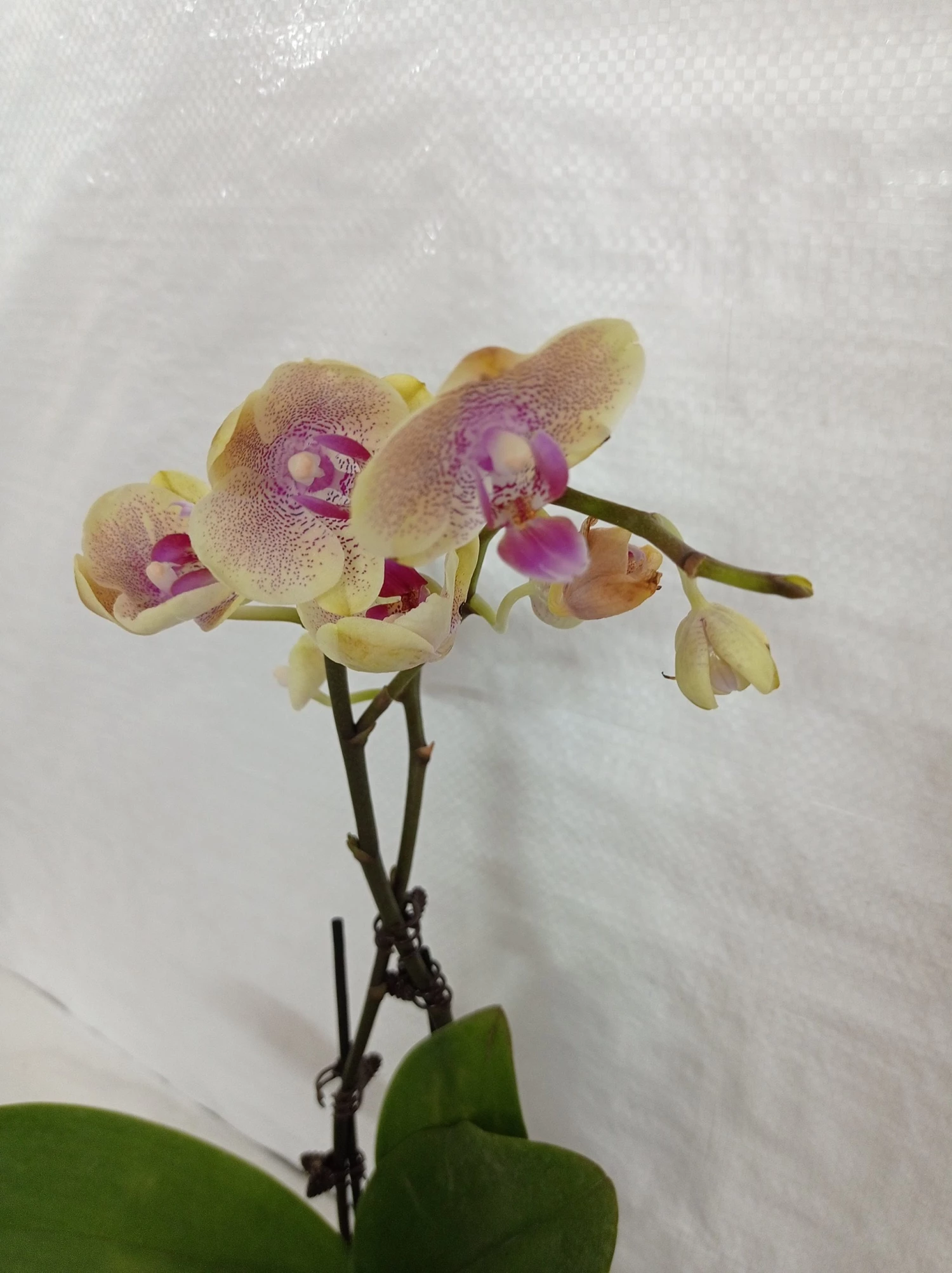 CGASPL Plants Phalaenopsis Orchid Live Plant - Bi Color Pink Plant 3 CGASPL Plants Phalaenopsis Orchid Live Plant - Bi Color Pink Plant