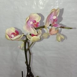 CGASPL Plants Phalaenopsis Orchid Live Plant - Bi Color Pink Plant