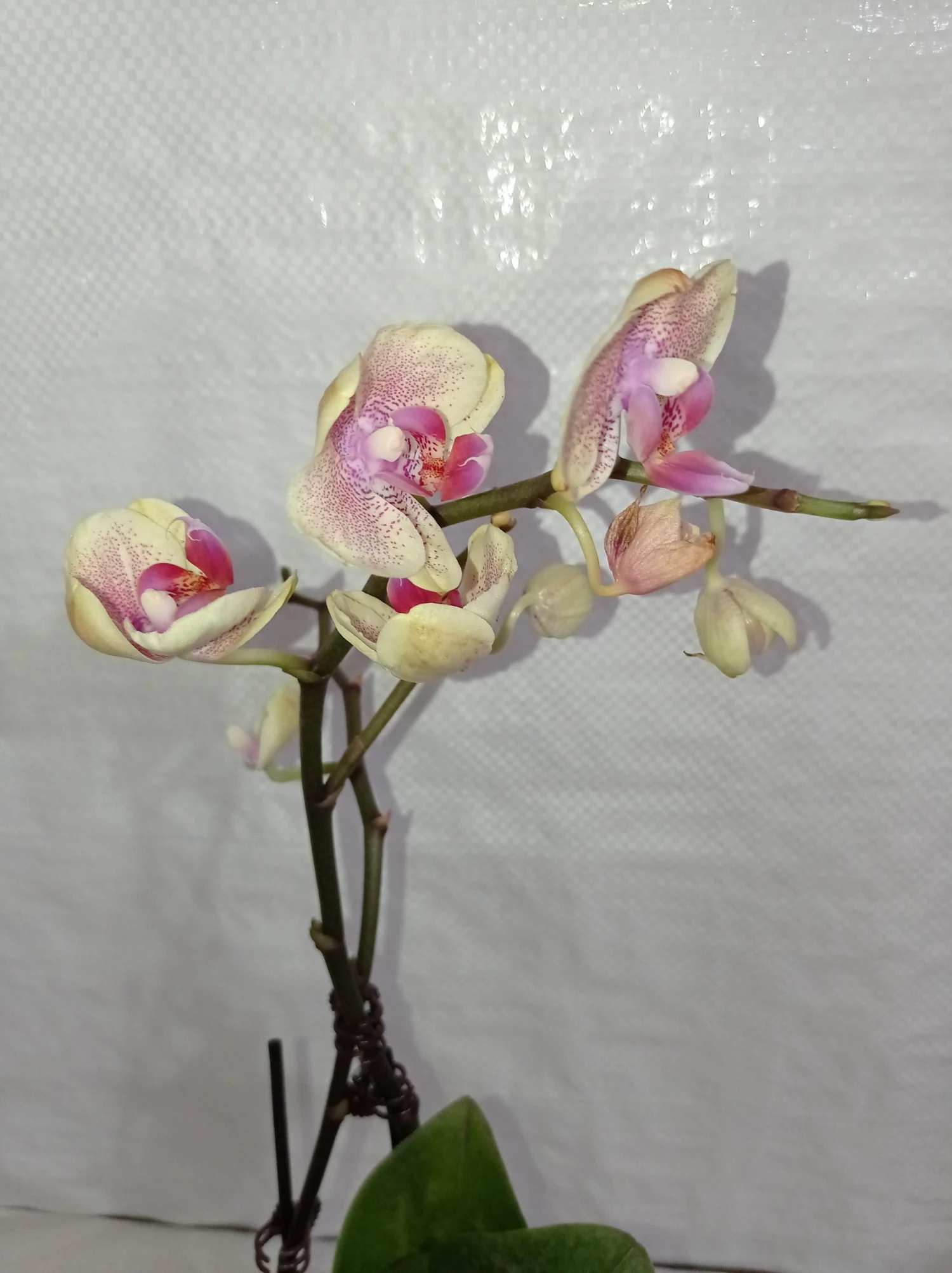 CGASPL Plants Phalaenopsis Orchid Live Plant - Bi Color Pink Plant 4 CGASPL Plants Phalaenopsis Orchid Live Plant - Bi Color Pink Plant