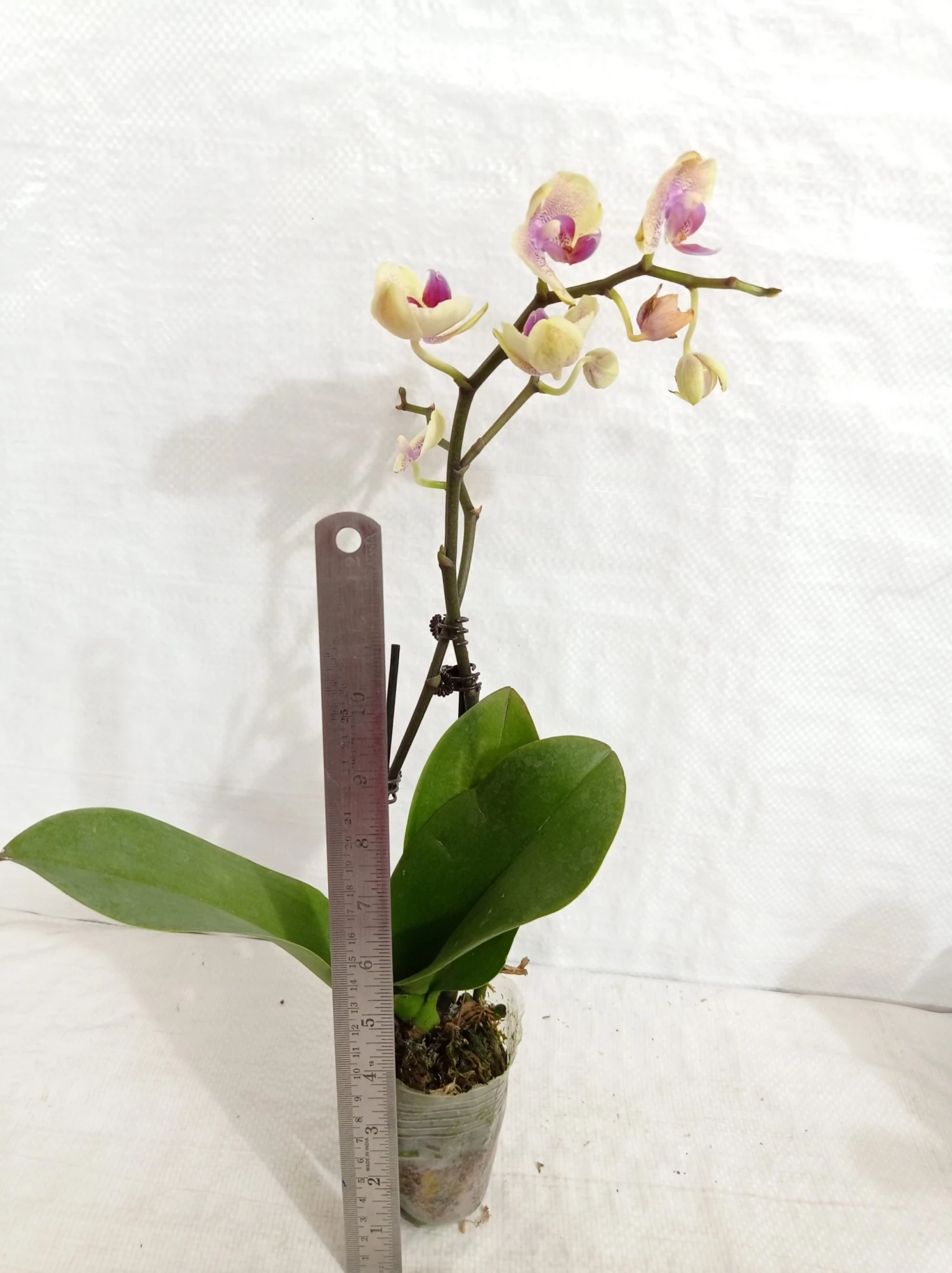 CGASPL Plants Phalaenopsis Orchid Live Plant - Bi Color Pink Plant 6 CGASPL Plants Phalaenopsis Orchid Live Plant - Bi Color Pink Plant