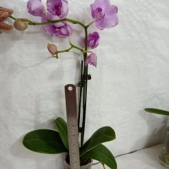 CGASPL Phalaenopsis Orchid Live Plant Light Purple Plants