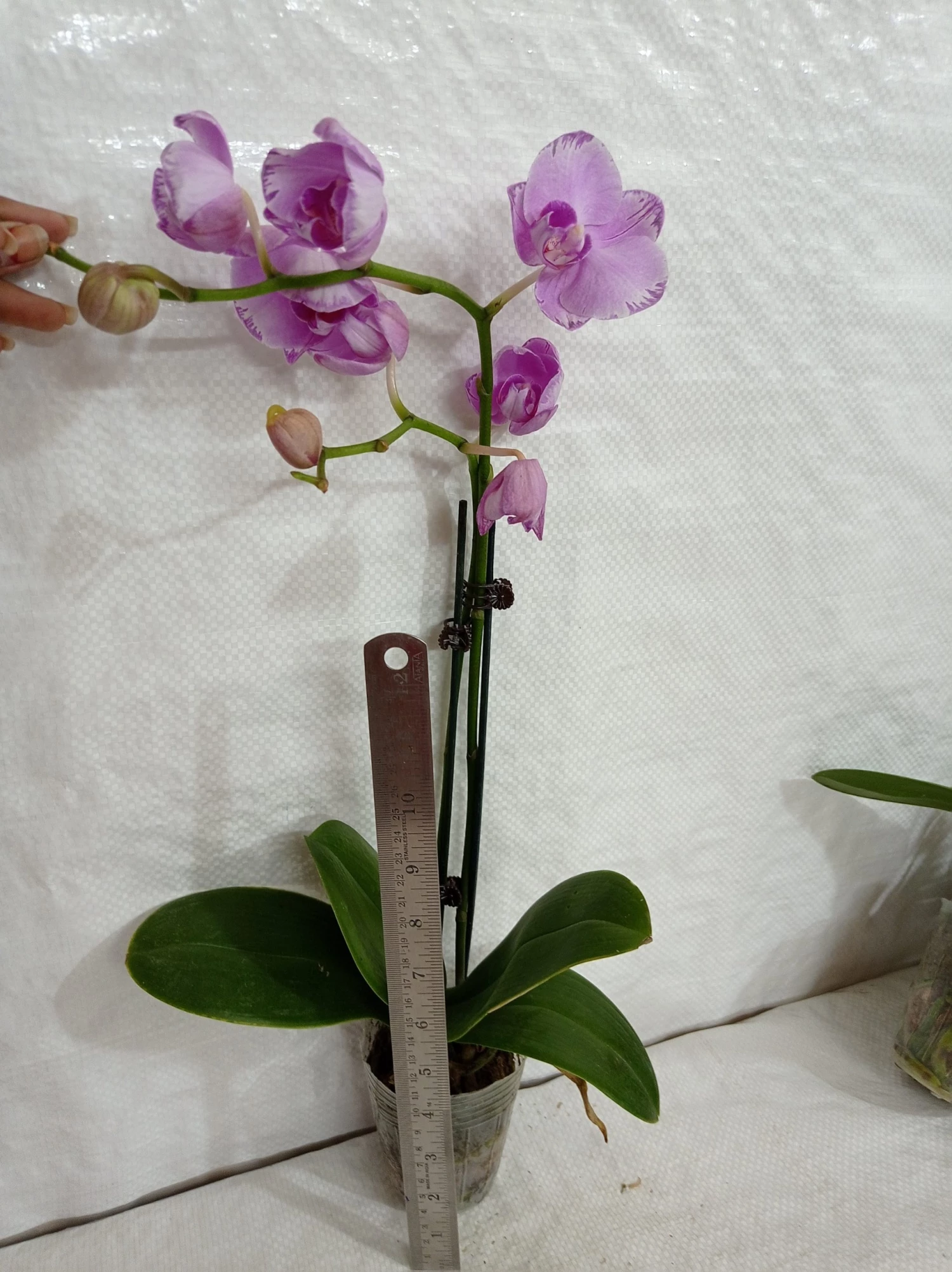 CGASPL Phalaenopsis Orchid Live Plant Light Purple Plants 4 CGASPL Phalaenopsis Orchid Live Plant Light Purple Plants