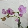 CGASPL Phalaenopsis Orchid Live Plant Light Purple Plants 2 CGASPL Phalaenopsis Orchid Live Plant Light Purple Plants