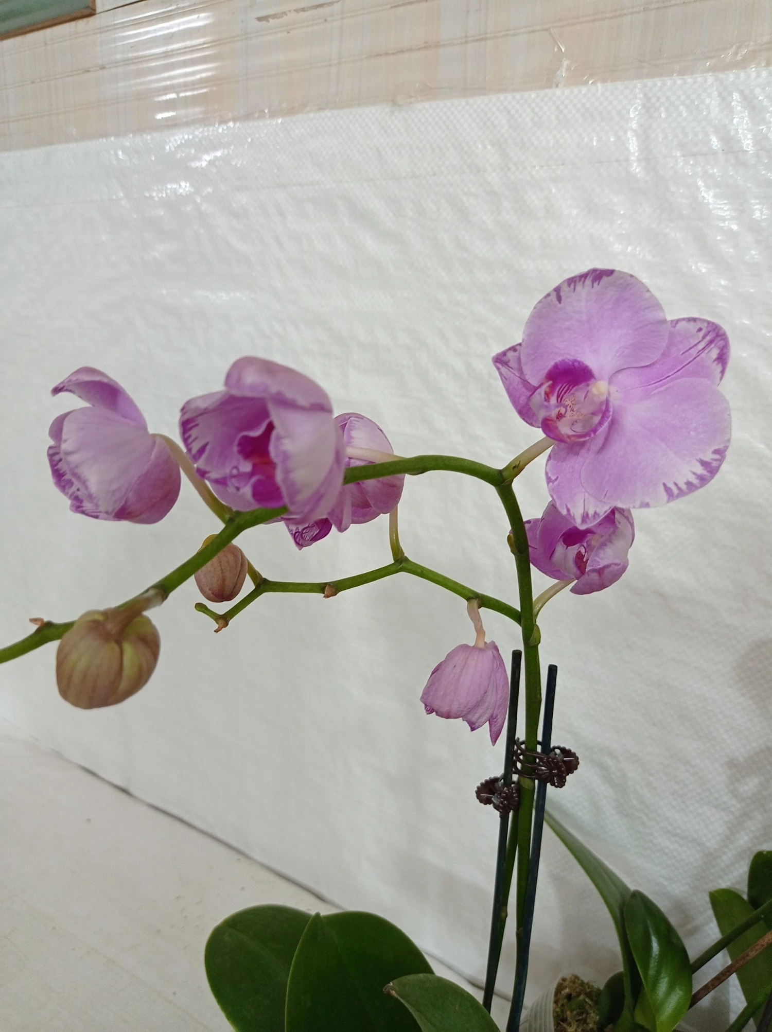 CGASPL Phalaenopsis Orchid Live Plant Light Purple Plants 3 CGASPL Phalaenopsis Orchid Live Plant Light Purple Plants